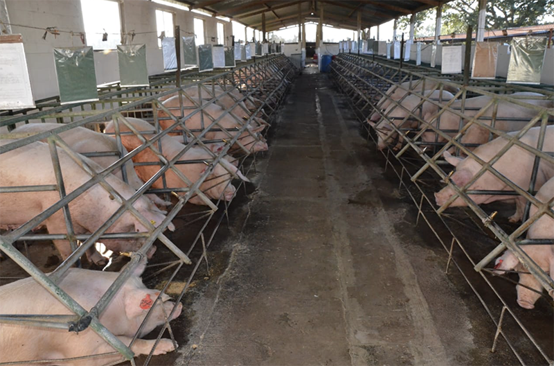 Porcicultores Guatemaltecos Avanzan Para Lograr Nuevos Mercados Gobierno De Guatemala