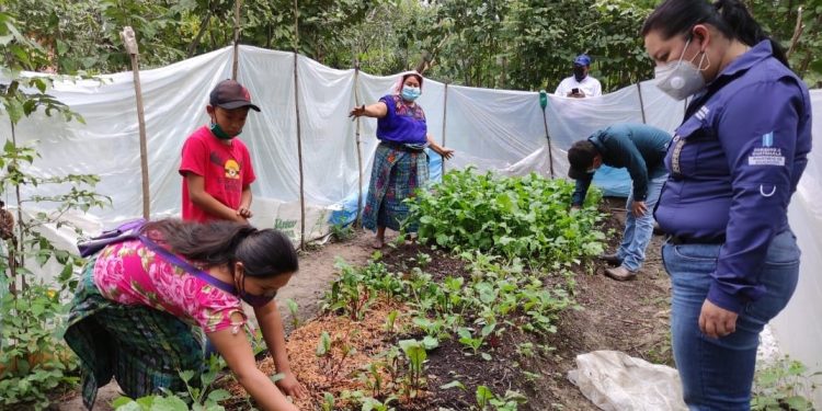 Mineduc impulsa implementación de Huertos Pedagógicos Familiares Comunitarios en Baja Verapaz