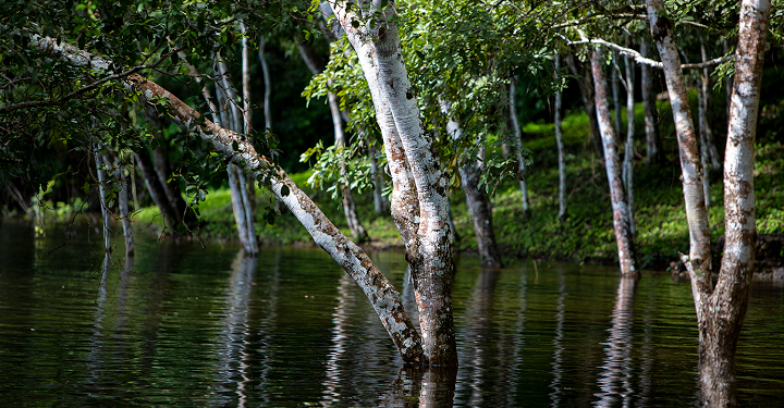 Humedales: Un recurso elemental para la vida y la naturaleza