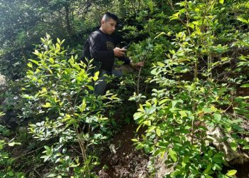 SGAIA erradico 6.18 hectáreas de arbustos de coca en 3 departamentos