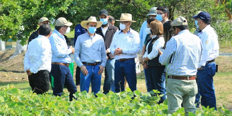 Reactivación productiva y económica para agricultores de Baja Verapaz