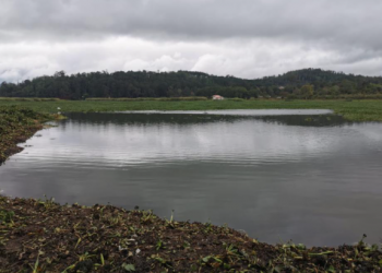Más de 350 toneladas de ninfa se han extraído de la Laguna Chichoj