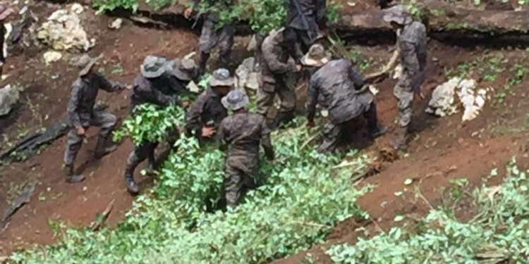 Ejército de Guatemala localiza y apoya en erradicación de ilícitos en Petén