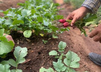 Implementan huertos para mejorar la nutrición y fortalecer la resiliencia alimentaria