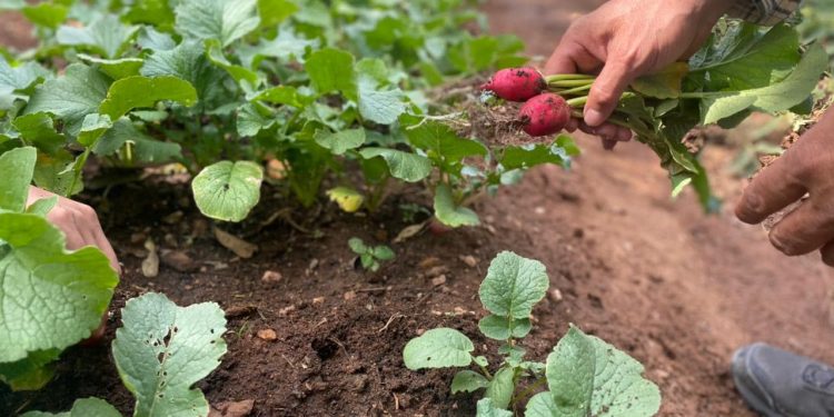 Implementan huertos para mejorar la nutrición y fortalecer la resiliencia alimentaria