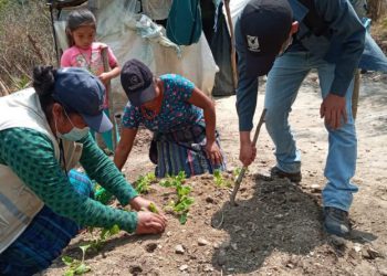 Distribuyen pilones de hortalizas en Baja Verapaz