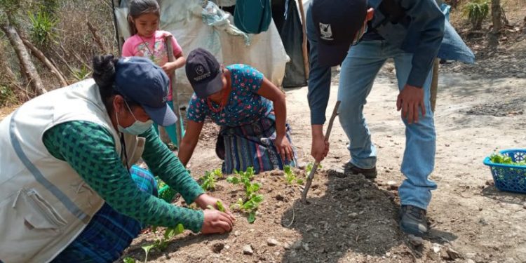 Distribuyen pilones de hortalizas en Baja Verapaz