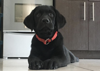 Guatemala integra requisitos para ingreso y egreso de perros y gatos como mascotas