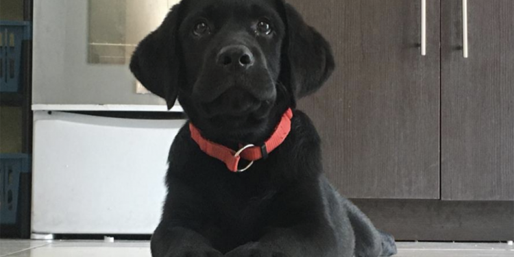 Guatemala integra requisitos para ingreso y egreso de perros y gatos como mascotas