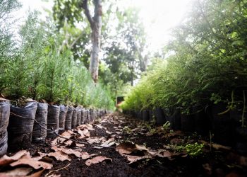 Programa de reforestación del MARN permitió plantar 480 mil árboles en 2020
