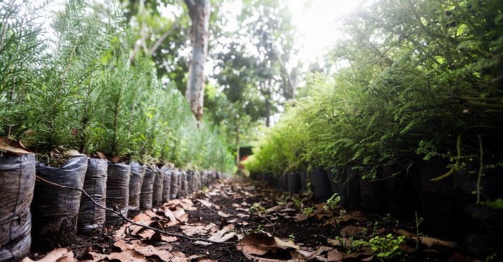 Programa de reforestación del MARN permitió plantar 480 mil árboles en 2020