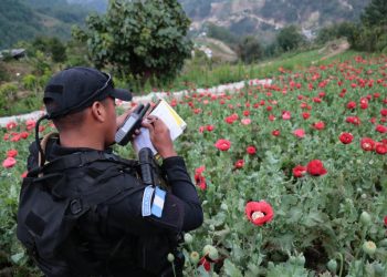 Erradicación en San Marcos alcanza más de 10 millones 400 mil plantas de Amapola