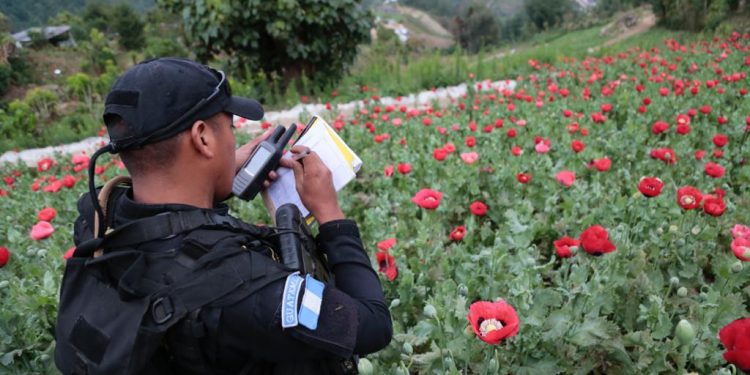Erradicación en San Marcos alcanza más de 10 millones 400 mil plantas de Amapola