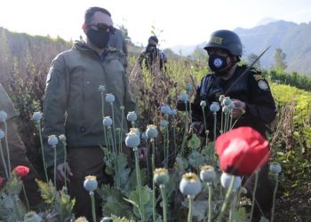 Ministerio de Gobernación realiza operativos de erradicación de amapola en San Marcos