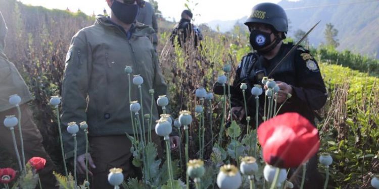 Ministerio de Gobernación realiza operativos de erradicación de amapola en San Marcos