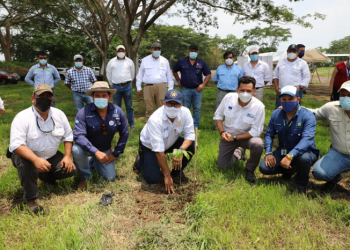 Cuenca del río Ocosito es reforestada