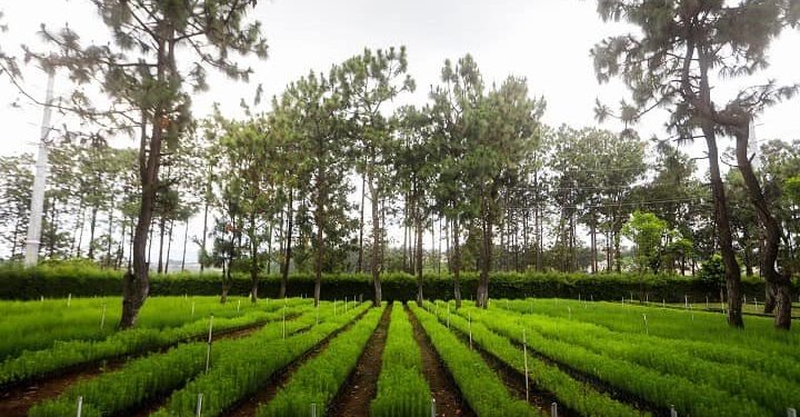 Gobierno de Alemania brinda recursos para la adaptación al cambio climático en Quiché
