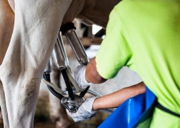 Empresas de lácteos guatemaltecas  listas para exportar hacia Honduras