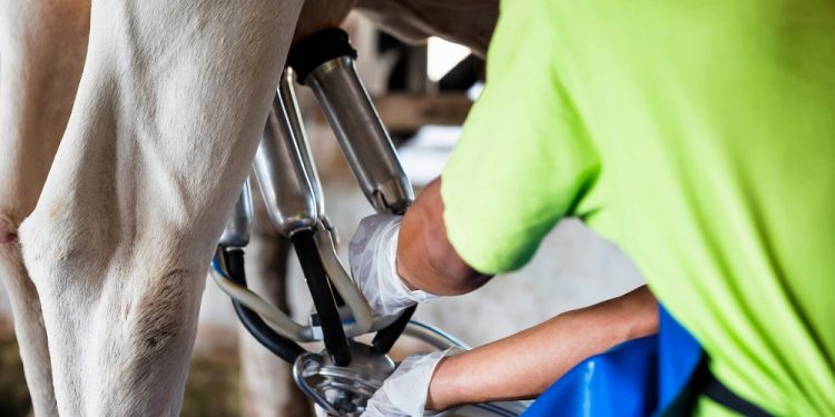 Empresas de lácteos guatemaltecas listas para exportar hacia Honduras