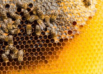 Las abejas contribuyen en la producción agrícola mundial