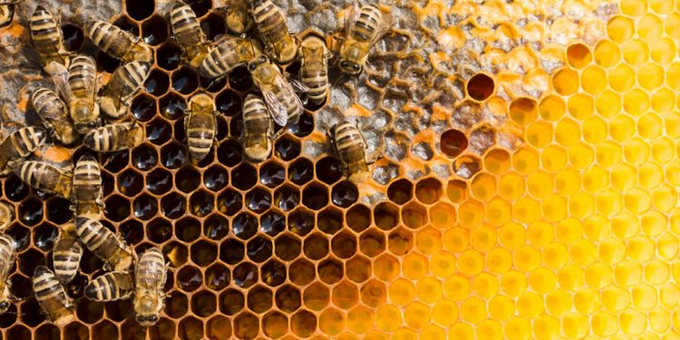 Las abejas contribuyen en la producción agrícola mundial