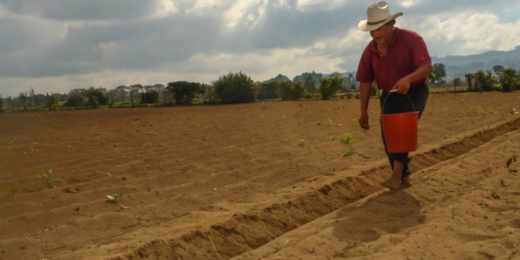 Recomiendan sembrar maíz y frijol antes que inicie la época lluviosa en Jutiapa