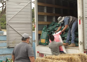 Nueva ayuda para mascotas y animales de trabajo afectados por el volcán de Pacaya