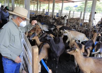 Ministro visita proyecto de ganado caprino