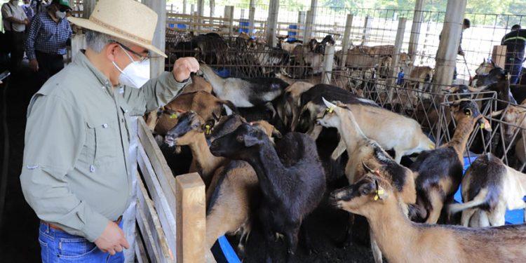 Ministro visita proyecto de ganado caprino
