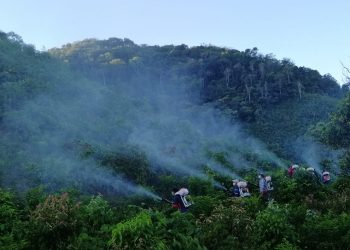 Continúan acciones para controlar la Langosta Voladora en Petén