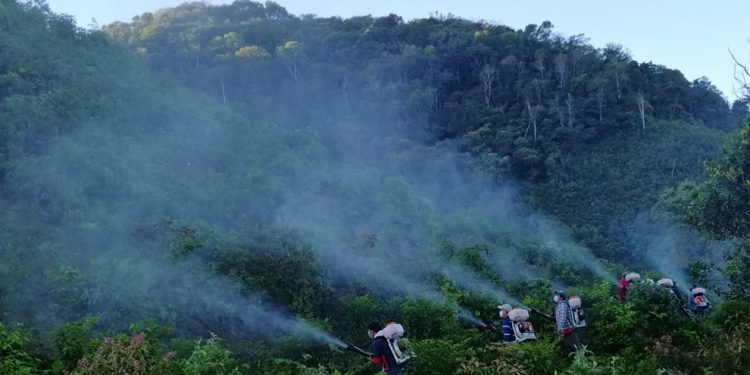 Continúan acciones para controlar la Langosta Voladora en Petén
