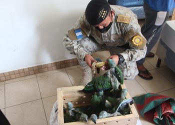 DIPRONA rescata 54 loros y un mono capuchino en peligro de extinción