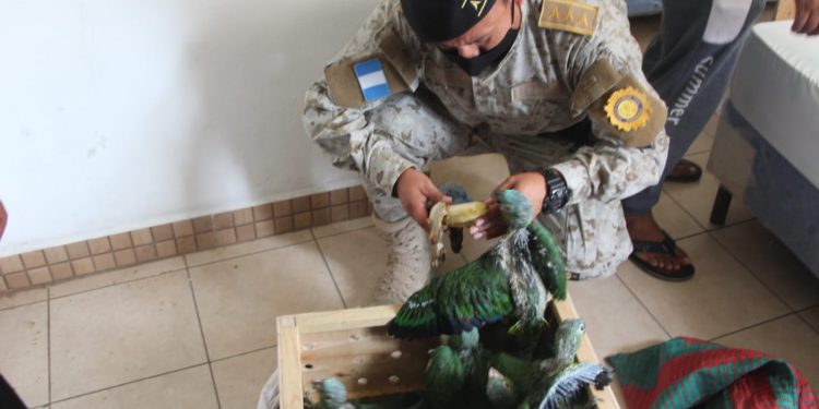 DIPRONA rescata 54 loros y un mono capuchino en peligro de extinción