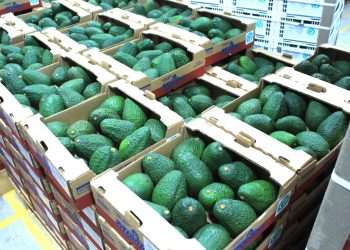 El MAGA fortalece la competitividad agrícola del altiplano