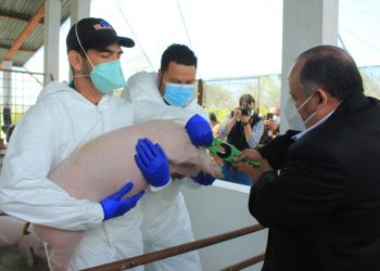 TRAZABILIDAD PORCINA REPRESENTA MEJORES OPORTUNIDADES PARA EL COMERCIO EN GUATEMALA