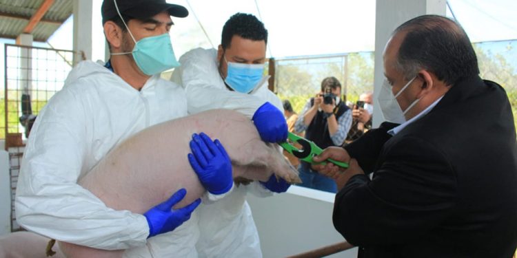 TRAZABILIDAD PORCINA REPRESENTA MEJORES OPORTUNIDADES PARA EL COMERCIO EN GUATEMALA