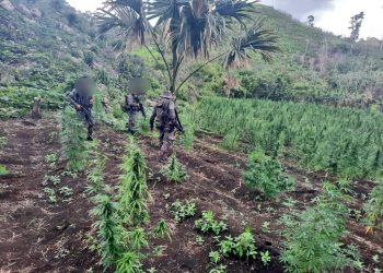 Ejército de Guatemala localiza plantación de ilícitos en Melchor de Mencos, Petén