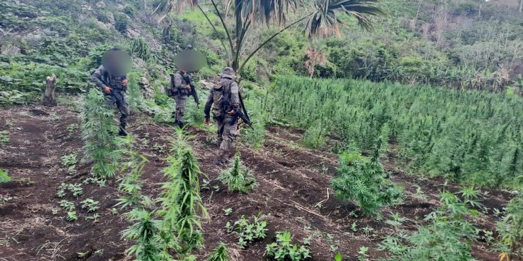 Ejército de Guatemala localiza plantación de ilícitos en Melchor de Mencos, Petén