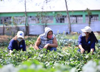 El MAGA ratifica su apoyo a la Agricultura Familiar