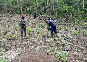 Ejército de Guatemala localiza y apoya erradicación de ilícitos en Petén