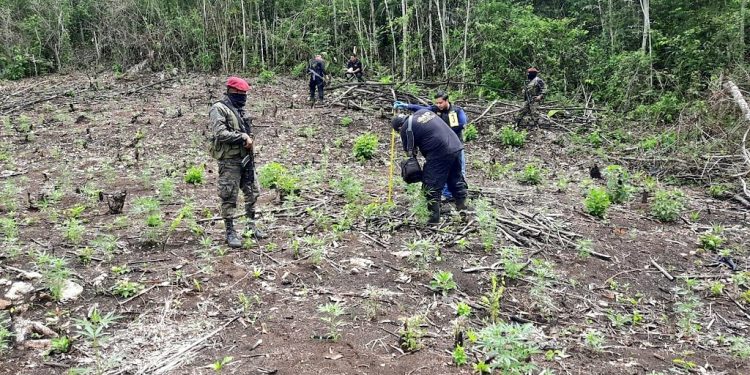 Ejército de Guatemala localiza y apoya erradicación de ilícitos en Petén