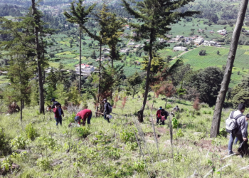 Continúan las jornadas de reforestación en todo el país