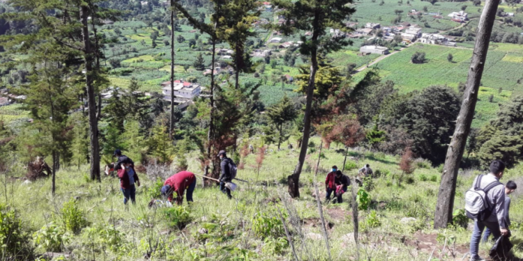Continúan las jornadas de reforestación en todo el país