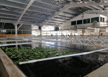 Pequeños y medianos productores de banano de  Izabal buscan  poner en marcha cadenas de valor