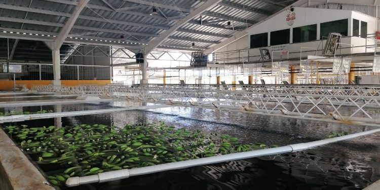 Pequeños y medianos productores de banano de  Izabal buscan  poner en marcha cadenas de valor