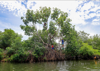 Conservación del ecosistema manglar es vital para la biodiversidad y la economía