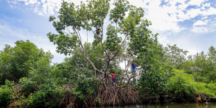 Conservación del ecosistema manglar es vital para la biodiversidad y la economía
