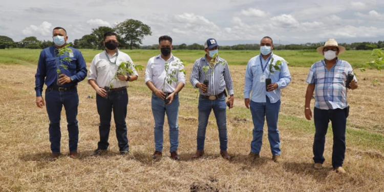 MARN implementa proyecto de restauración de bosques en la costa sur