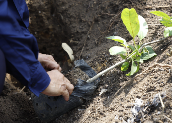 Reforestar para fortalecer los suelos y proteger la recarga hídrica