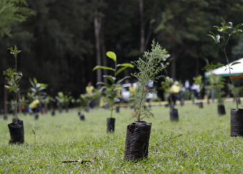 MARN planta 16 mil 700 árboles esta semana con el programa Reforestemos Guatemala